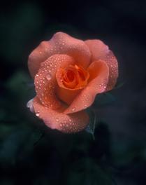 Solitary Rose in the Mist