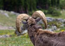 From a Big Horn Sheep's Perspective
