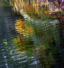 Reflections on a Mangrove Swamp