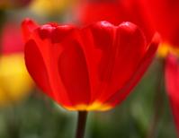 A Perfect Form -- Tulips (12)