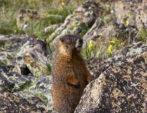 A Yellow Bellied Marmot -- No.2