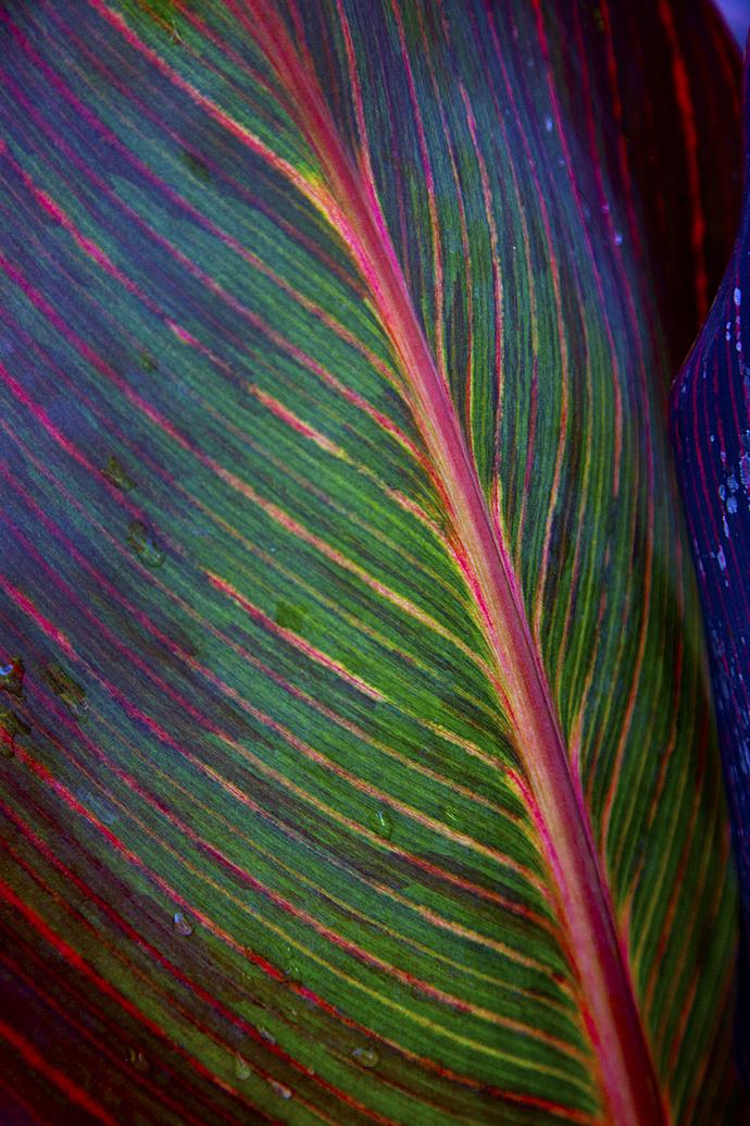 Multi-colored Leaf