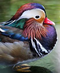 Ornamented Duck