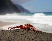 Hanakapiai Beach Crab