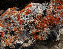Lichen Clinging to a Rock