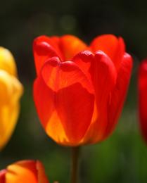 A Perfect Form -- Tulips (7)