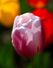 A Perfect Form -- Tulips (8)