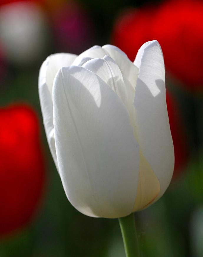 White Tulip